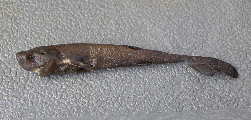 Illustration for article titled A Look at the Extremely Rare—and Extremely Small—Pocket Shark